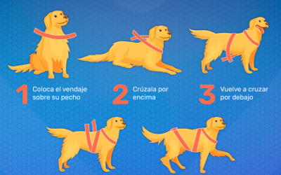 Guía TTouch para proteger a nuestros perros del miedo a la pirotecnia