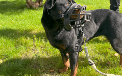 Los bozales para perros ¿Seguridad o tortura?