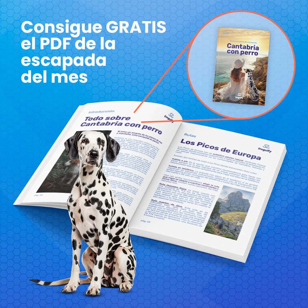 Mapa de servicios para perros