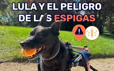 Espigas en perros y sus peligros