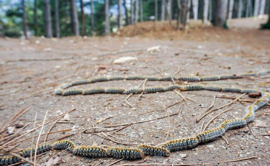 oruga procesionaria