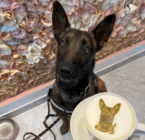 cafetería DogFriendly