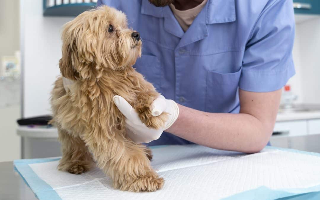 perro veterinario