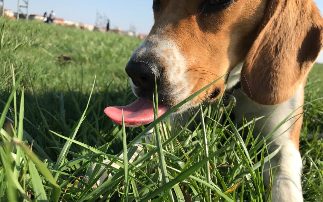 Perro comiendo planta