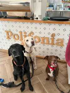 Polifonía Café