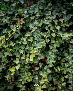 Hiedra planta tóxica