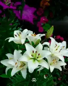 Lirio planta tóxica
