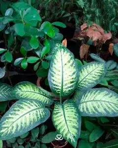 Diefembaquia planta tóxica