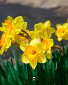 Narciso planta tóxica