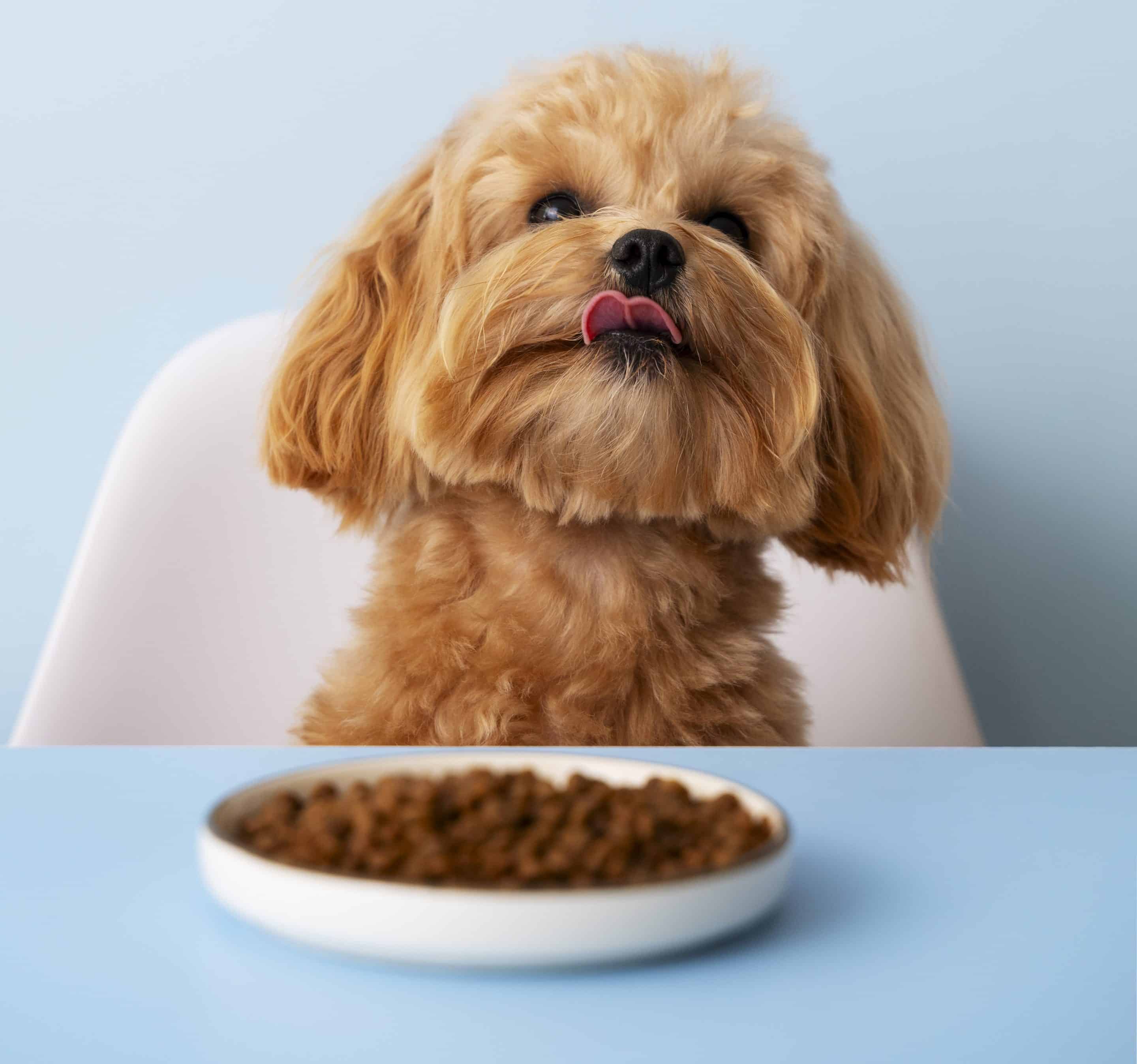 Perro adorable comiendo