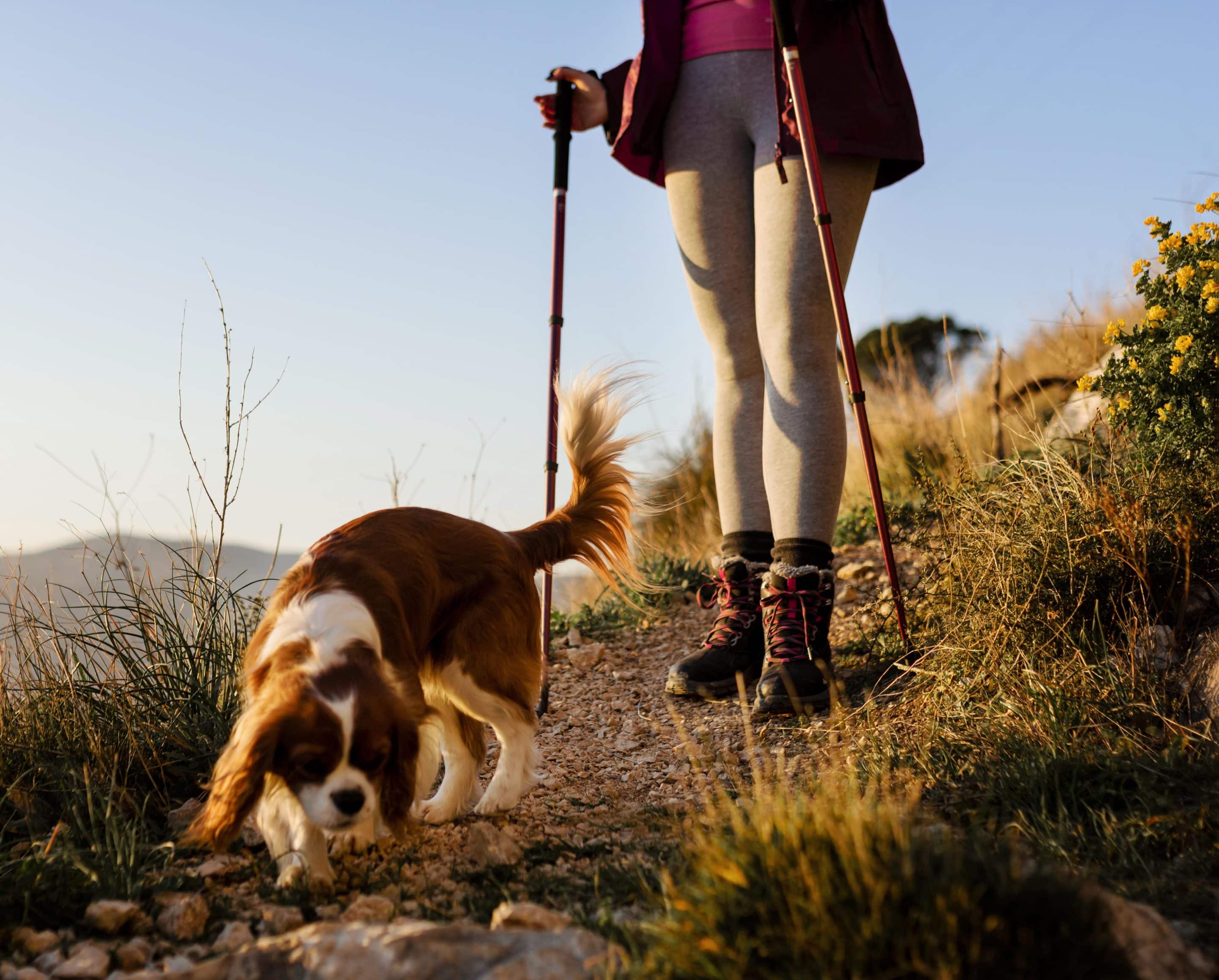 Senderista con perro en la montaña