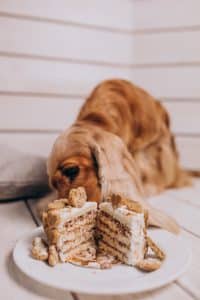 Cocker spaniel comiendo pastel de cumpleaños en casa