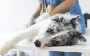 Veterinaria examinando perro