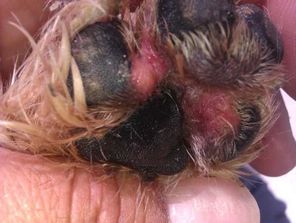 Hongos en las almohadillas de los perros - Cuidado veterinario