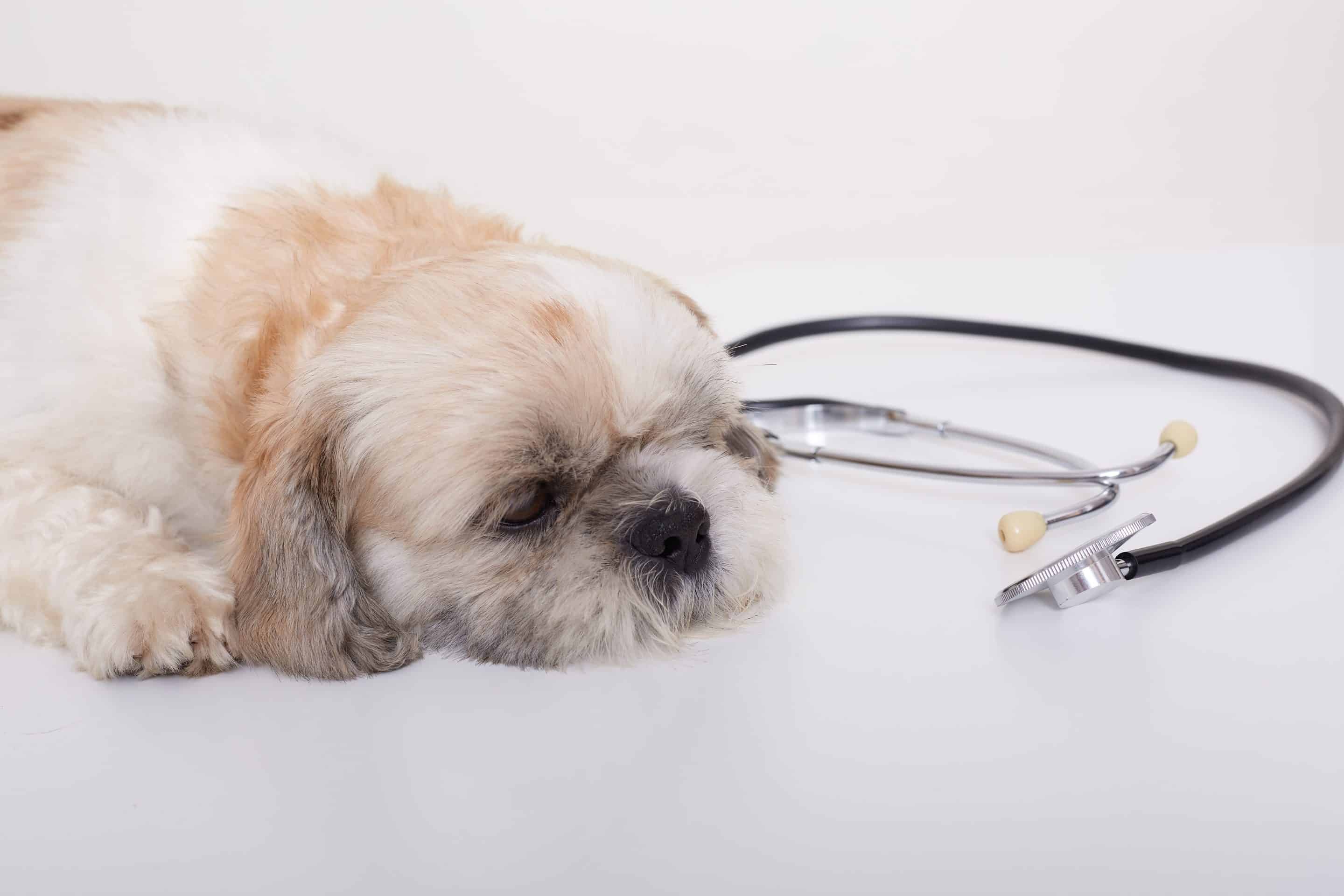 Perro pequeño en consulta veterinaria