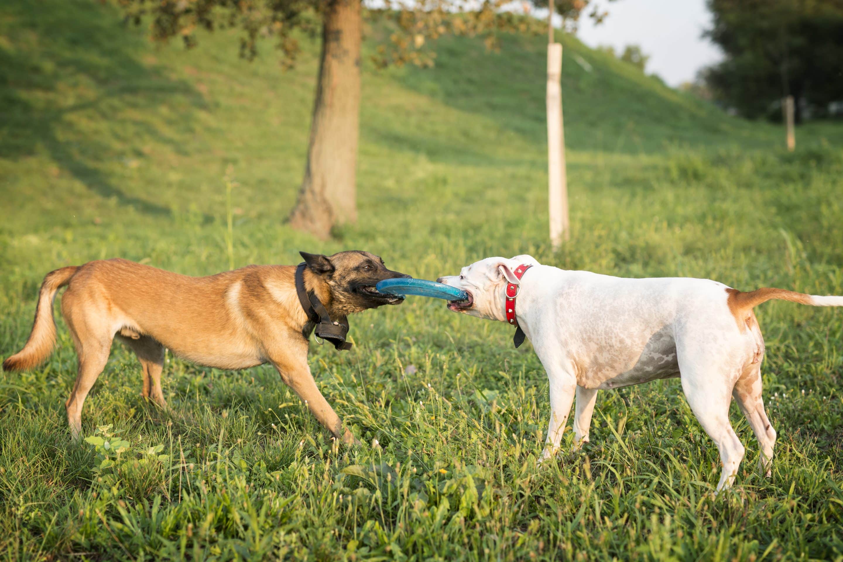 Dos perros jugando en el parque