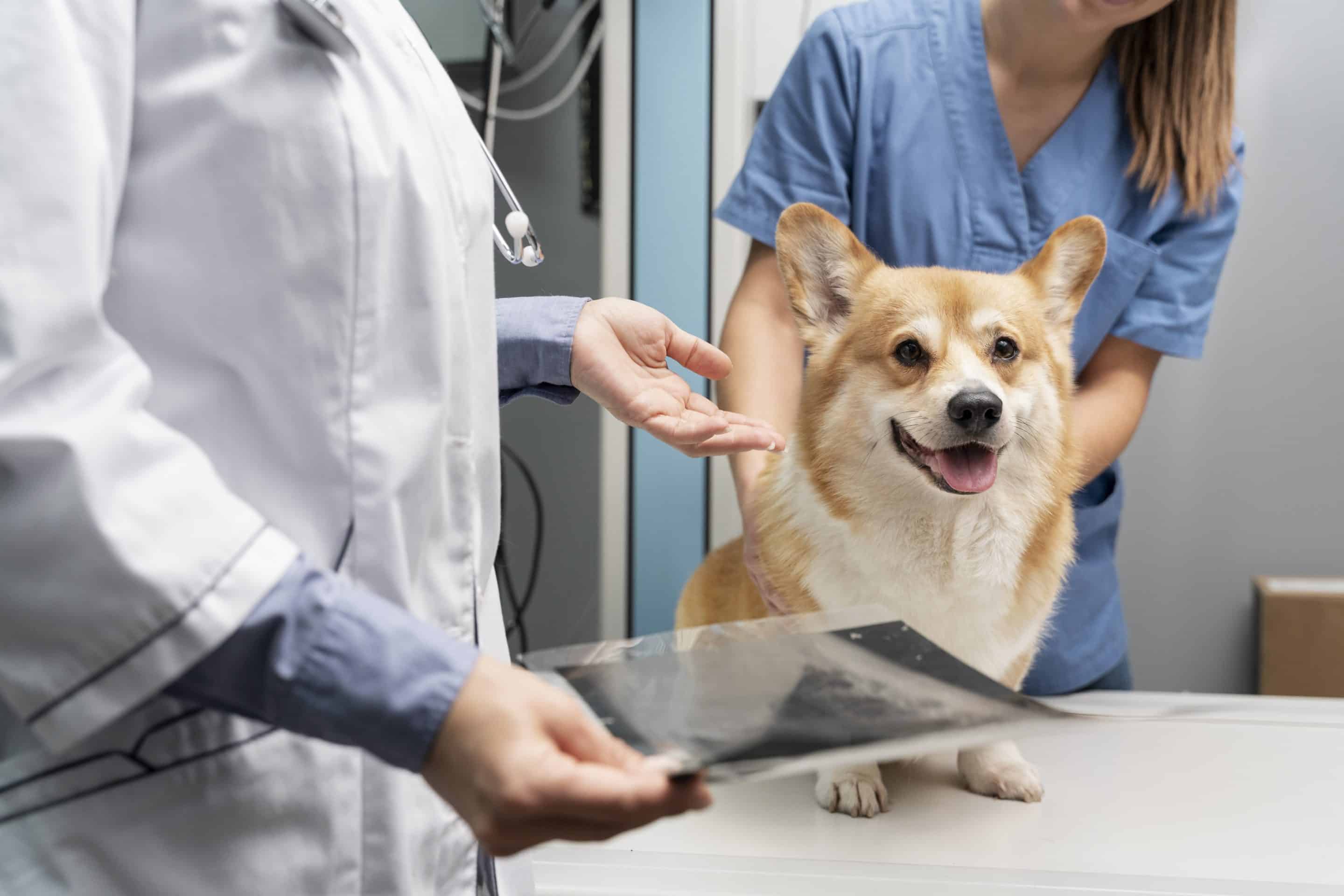 Veterinario cuidando a un perro