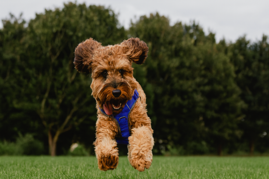 Seguro de responsabilidad civil para perros - Protección y tranquilidad
