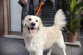 Golden Tails Spa & Wellness