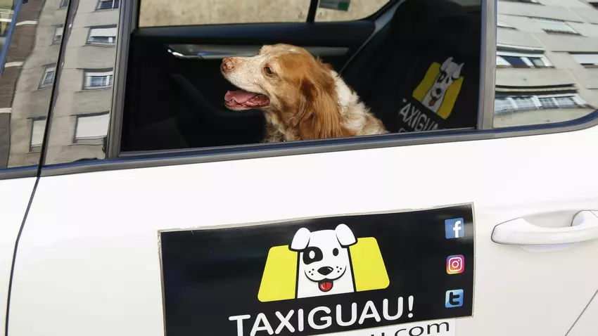 Taxiguau Madrid