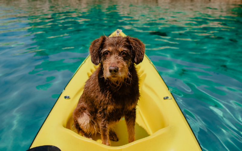 Perro en kayak