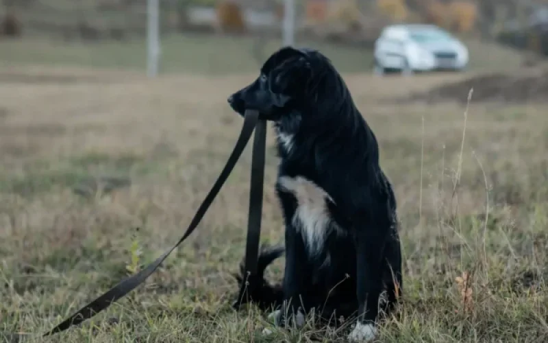 Perro-Perdido-scaled