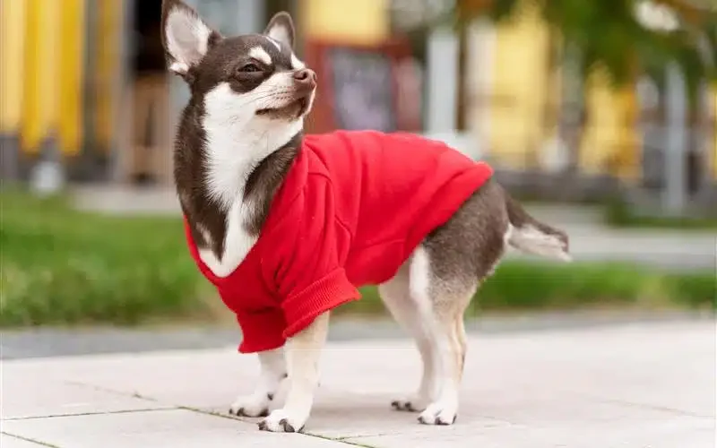 adorable-chihuahua-dog-outside-walk-1