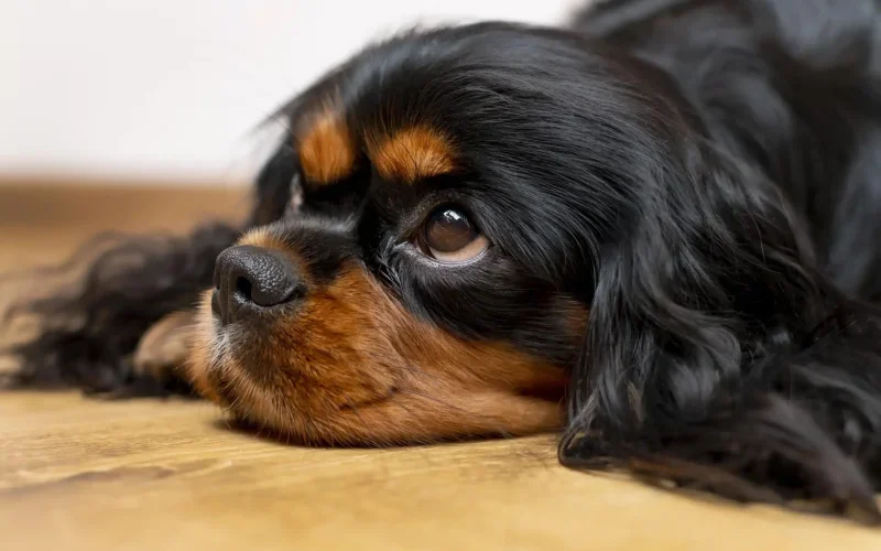 beautiful-english-toy-spaniel-dog-pet-portrait-scaled