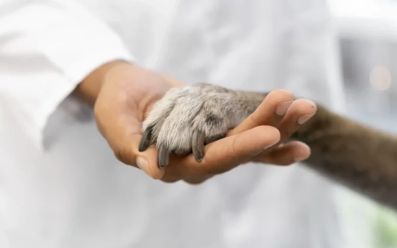close-up-hand-holding-dog-paw-scaled