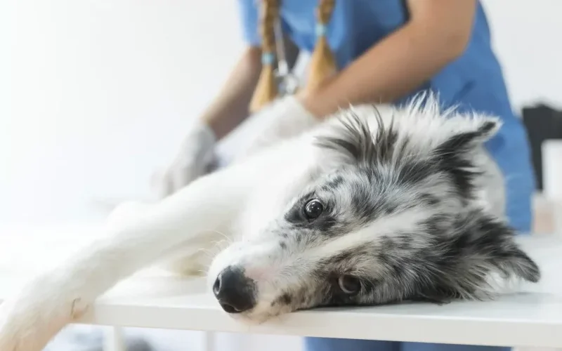 female-veterinarian-examining-dog-lying-table-clinic-scaled