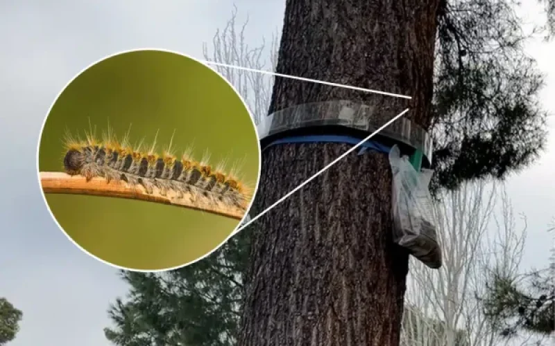 orugas-procesionarias-Espana