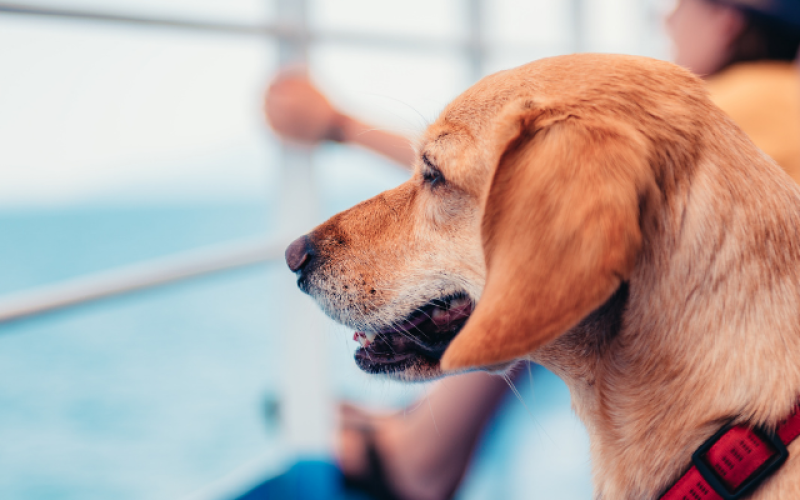 Perro viajando en ferry junto a su tutor