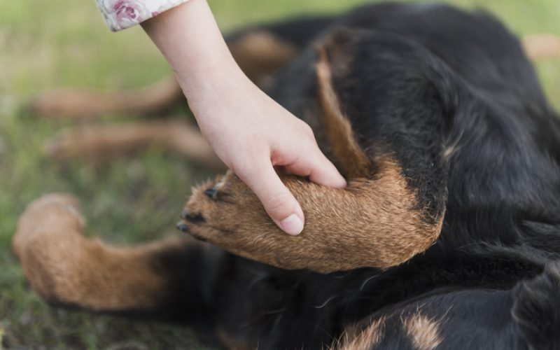 primer-plano-de-una-mano-humana-sosteniendo-la-pata-de-perro_720